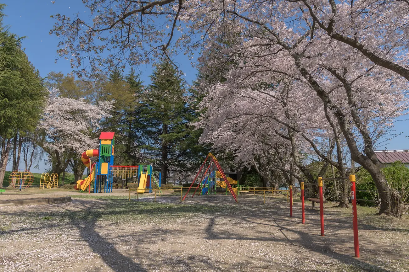 宮城県遠田郡美里町 牛飼水辺公園の桜と遊具