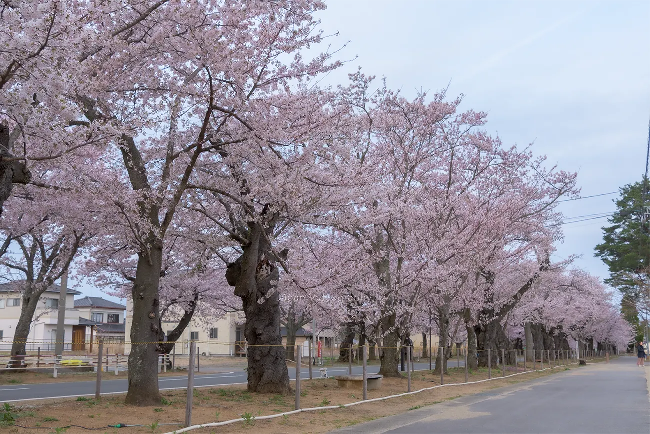 福島県富岡町 夜ノ森公園前の桜並木