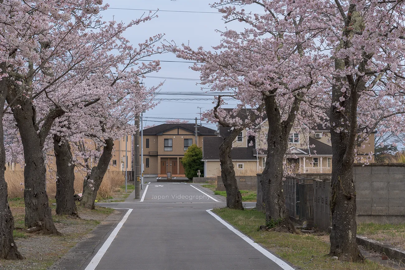 福島県富岡町　桜並木と家に人がいない家