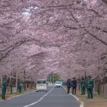 福島県富岡町 夜ノ森の桜並木