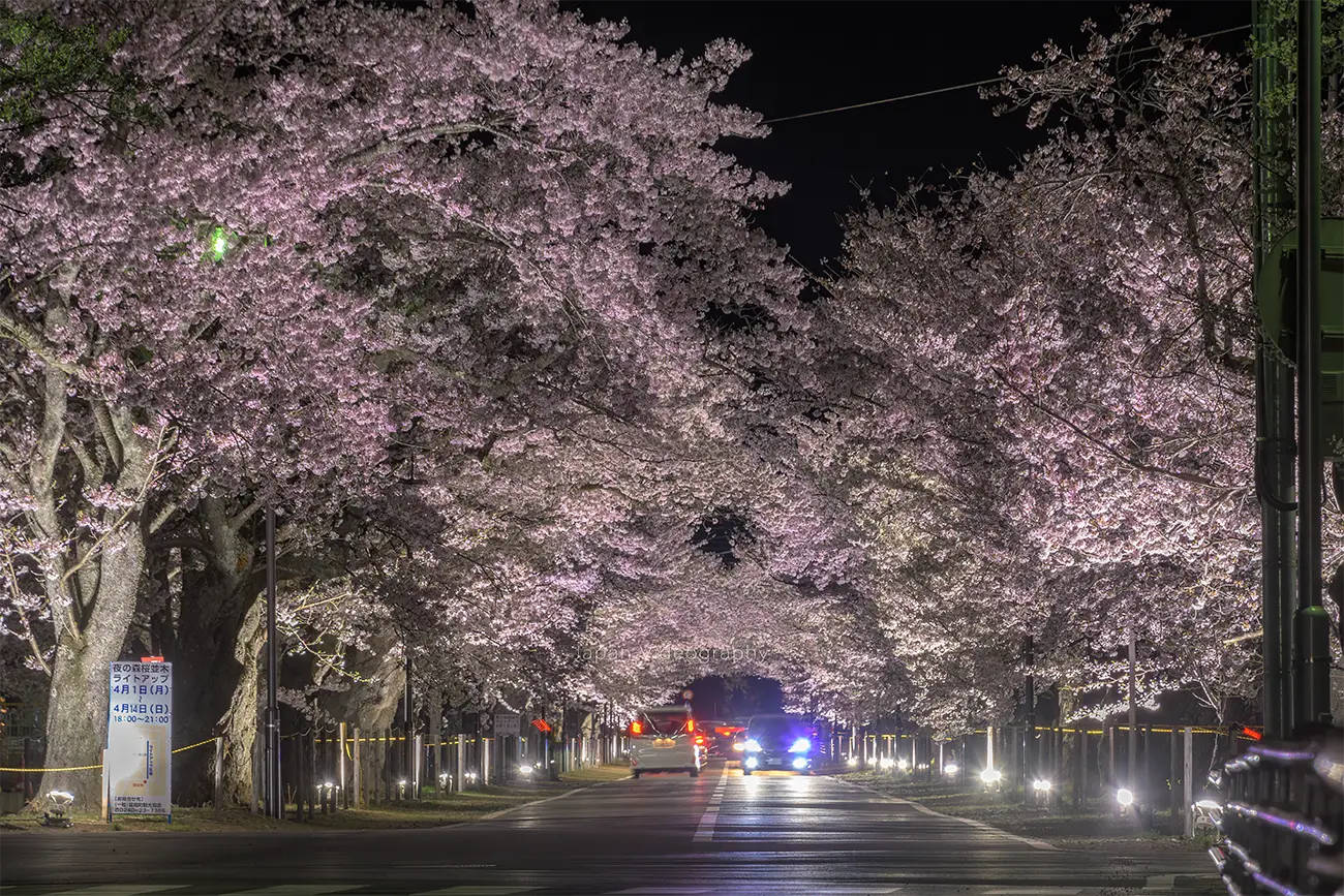 福島県富岡町 夜ノ森の桜並木 夜桜ライトアップ