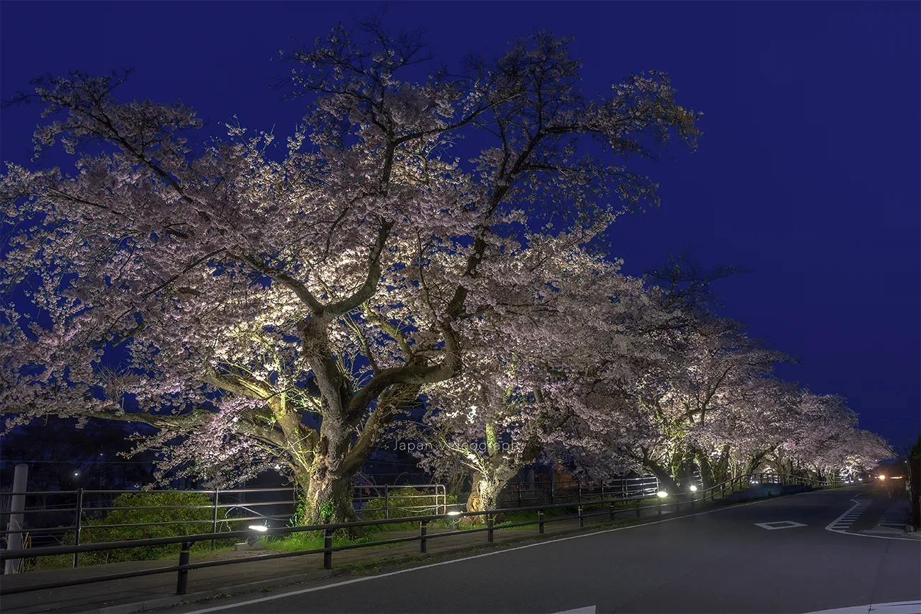 福島県富岡町 夜ノ森駅前の桜並木
