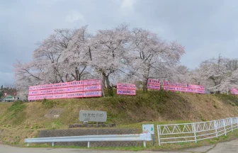 山形県真室川町 真室川公園の桜