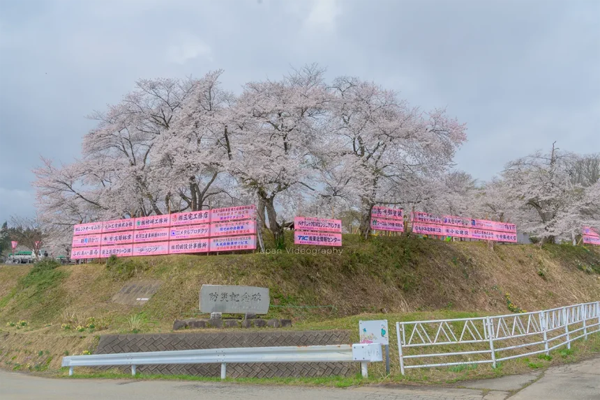 山形県真室川町 真室川公園の桜