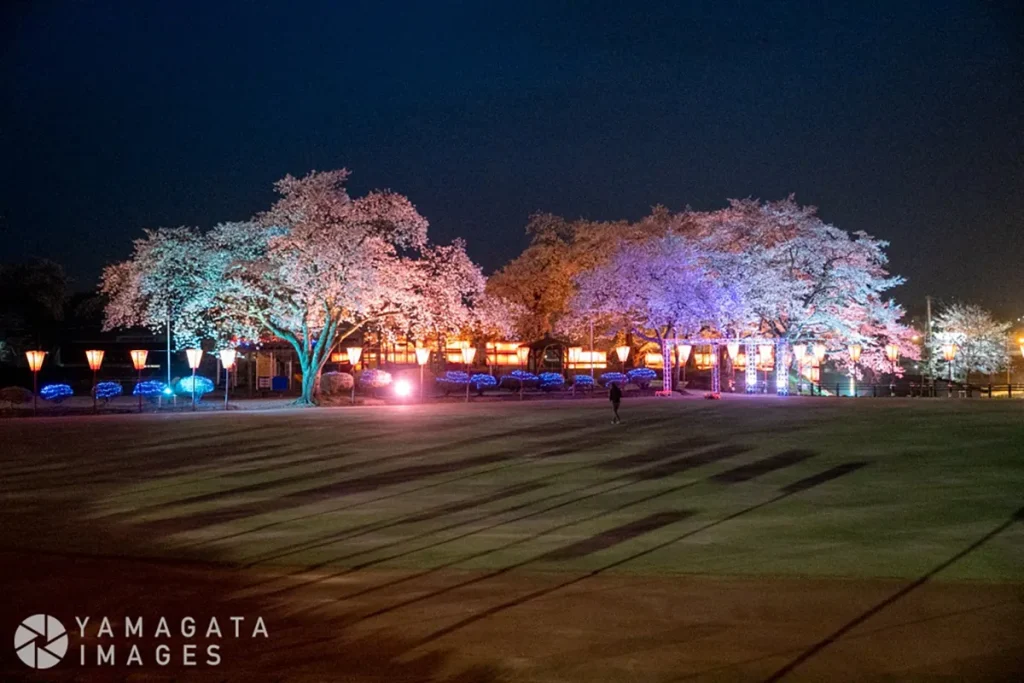 山形県真室川町 真室川公園の夜桜ライトアップ