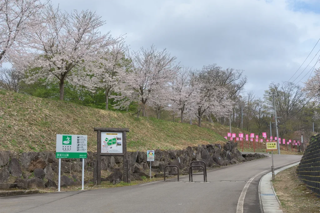 山形県真室川町 真室川公園の桜と遊歩道