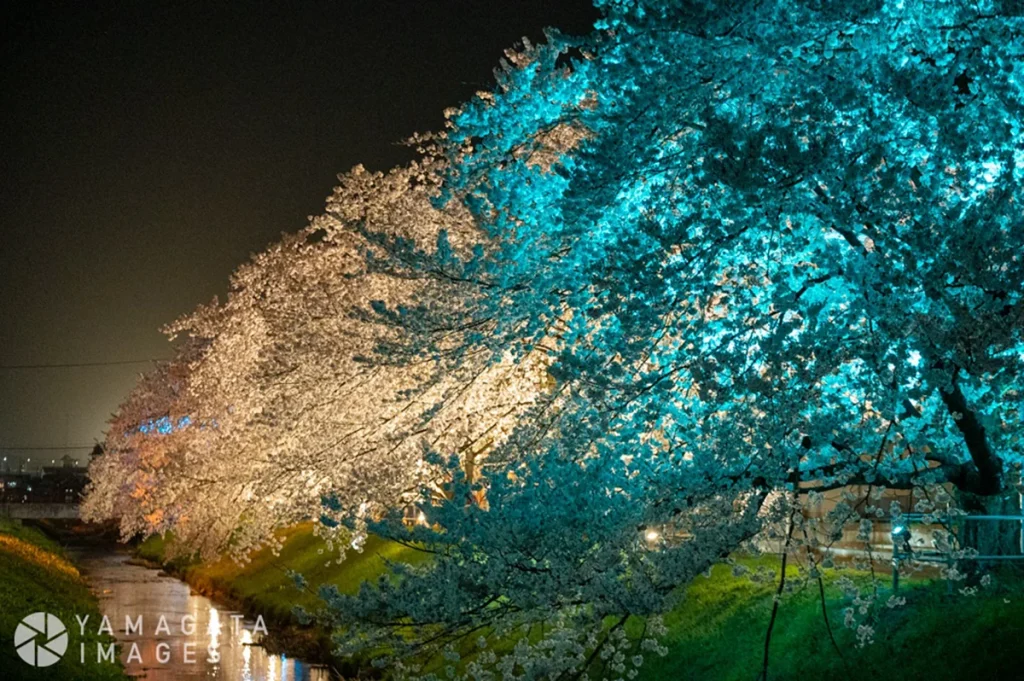 山形県村山市 JR村山駅前の桜並木 夜桜のライトアップ